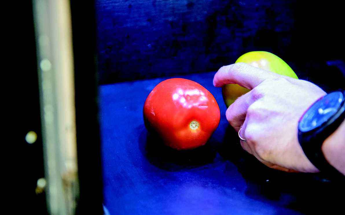 Testes com tomates apresentaram resultados positivos