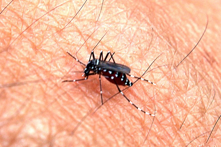 Mosquitos Aedes Aegypti é um dos transmissores da febre amarela