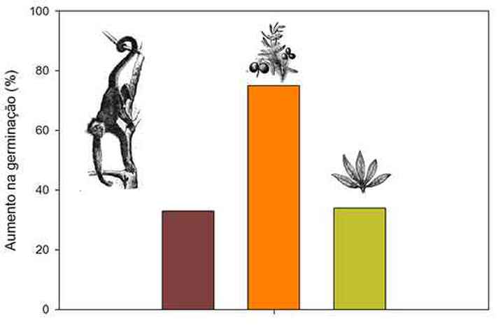 Gráfico mostra que, entre os primatas, os macacos frugívoros são os principais responsáveis pela germinação de sementes em áreas florestais