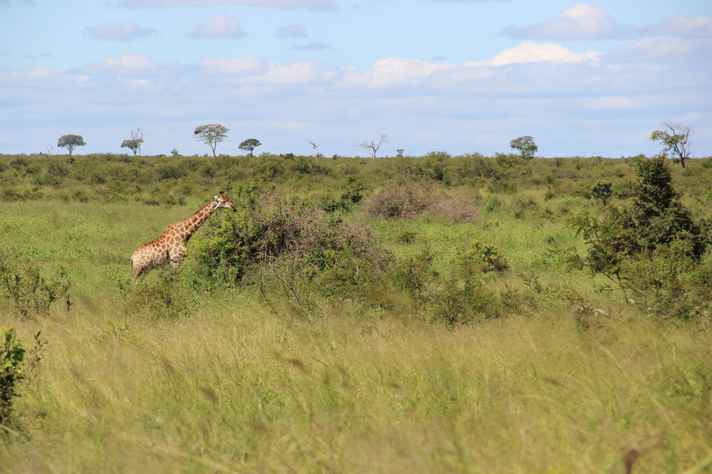 As savanas na África do Sul, ocorrem também na América do Sul, Ásia e Oceania