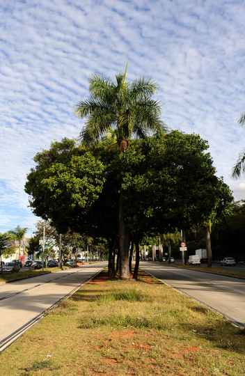 Exemplar de Sibipiruna, a espécie de árvore mais encontrada nas vias públicas da região Centro-sul de Belo Horizonte