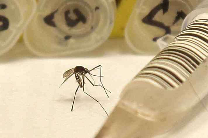 Dengue, zika e chikungunya serão abordadas na primeira palestra do dia, às 10h