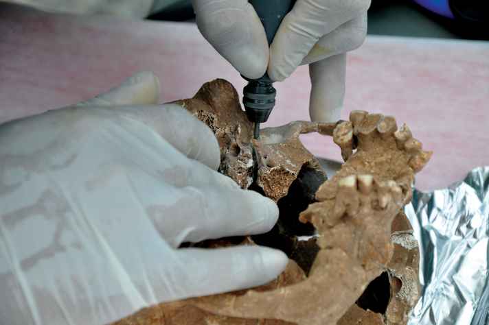 Detalhe de amostragem do osso petroso para datação por carbono 14 e sequenciamento de DNA de crânio do acervo do Museu da Lapinha