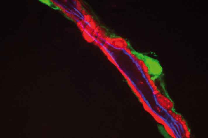 Detalhes de imagens microscópicas da medula óssea: estudo possibilitou a descoberta da comunicação entre os microambientes vasculares e as células-tronco hematopoiéticas