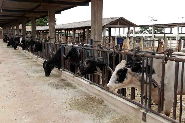 Micotoxinas na dieta de gado em confinamento será um dos temas do evento