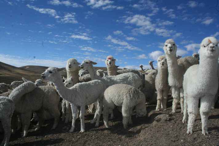 Rebanho de camelídeos nos Andes peruanos: linhagem patogênica de bactéria com características genômicas da América do Sul
