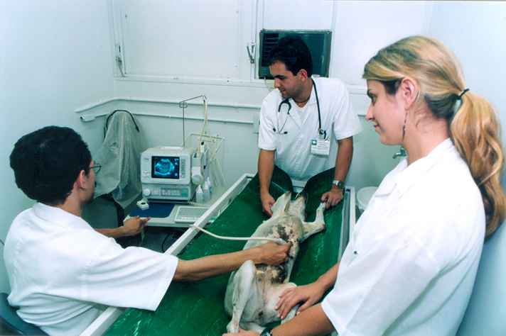 Práticas realizadas no Hospital Veterinário da UFMG, na Fazenda Experimental Professor Hélio Barbosa e na Gerência de Controle de Zoonose/SMSA