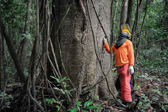 STF retoma julgamento do novo Código Florestal
