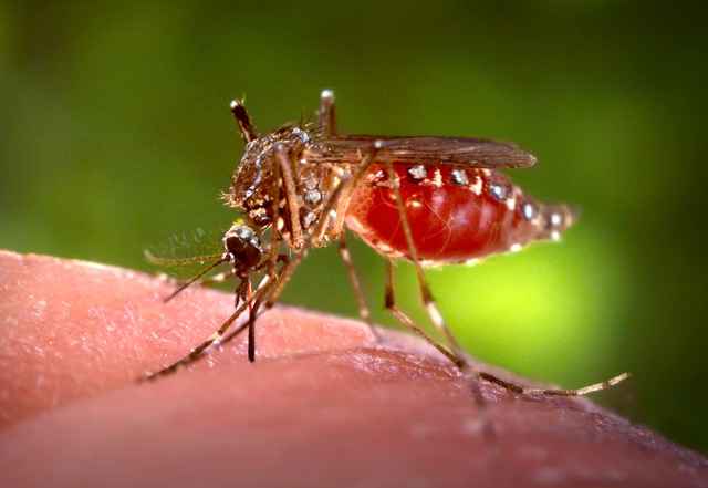 Fêmea do mosquito da dengue alimentando-se de sangue humano