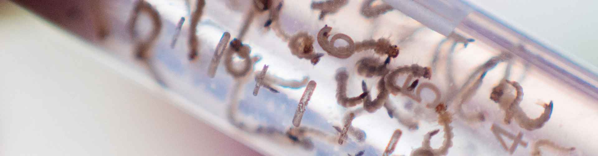 Larvas de Aedes aegypti em Tubo Falcon (é uma das fases de desenvolvimento do vetor).