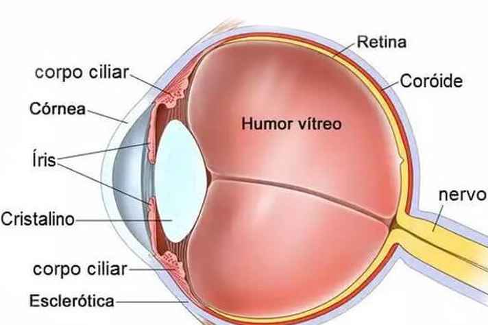 Tecnologia permite tratar doenças relacionadas á parte posterior do olho: vítreo, retina e coroide