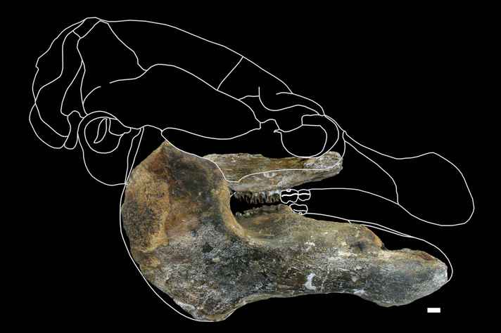 Crânio da espécie de peixe-boi reconstruído com montagem dos fósseis com silhueta