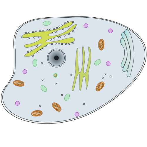 Ilustração de uma célula: professores de Ciências estão entre o público-alvo da seleção