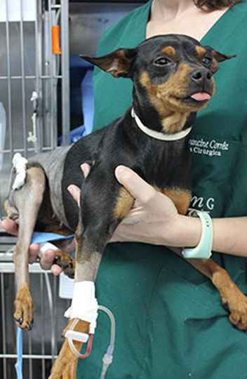 A cadela 06 foi resgatada com duas fraturas