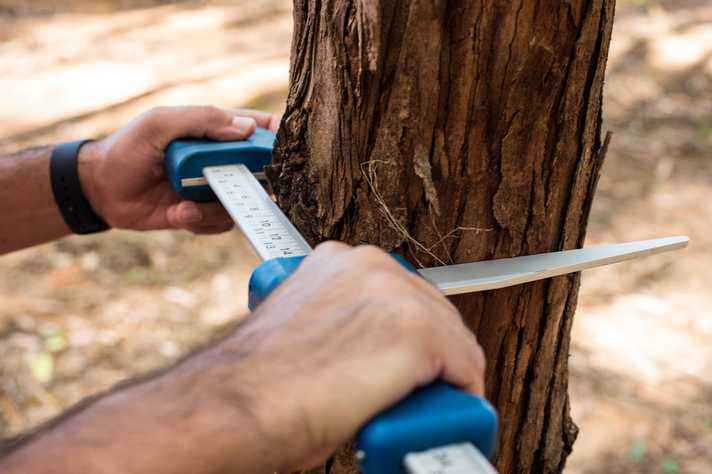 Cálculo do volume de madeira serve de base para o planejamento de operações florestais