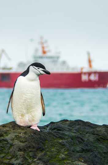 Pinguim que tem a Antártica como habitat
