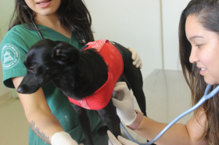 Importa de onde vem a informação: tutores que levam os cães ao veterinário têm mais chance de vacinar os animais