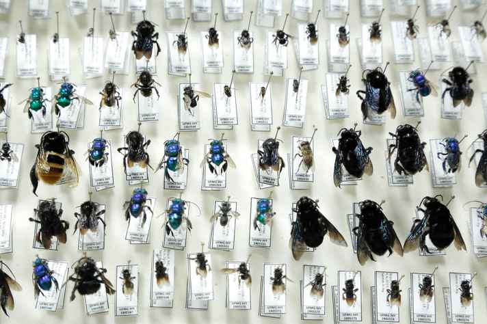 Espécimes de abelhas do Centro de Coleções Taxonômicas da UFMG
