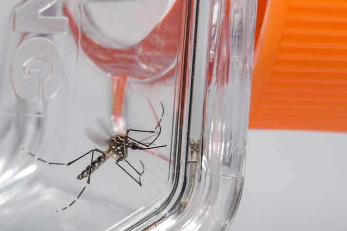 Minas decreta emergência contra a dengue em 301 municípios do estado