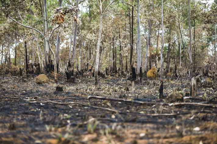 O sistema identificou que o aumento das queimadas está associado principalmente ao desmatamento para uso agrícola