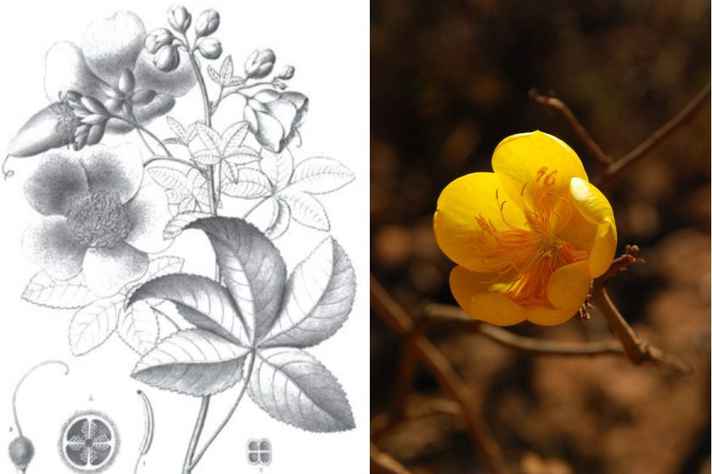 Imagens da Cochlospermum insigne, popularmente conhecida como algodãozinho do campo: planta descrita e ilustrada por Saint-Hilaire