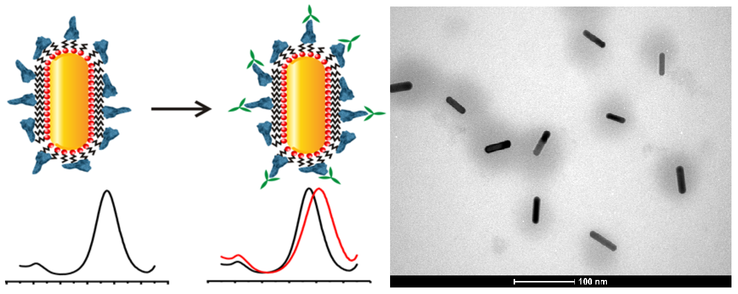 O desenho à esquerda representa a mecânica do teste com a nanopartícula de ouro. À direita, uma microscopia eletrônica do nanossensor. Nela, os nanobastões de ouro são representados pelos pontos mais escuros, em torno dos quais as proteínas formam uma 'cápsula'