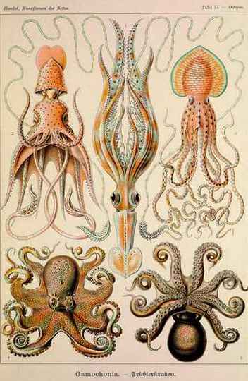 'Polvos', em 'Kunstformen der Natur' (1889-1904), de Ernst Haeckel