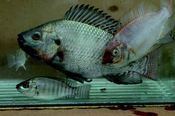 Tilápia-do-nilo (Oreochromis niloticus)