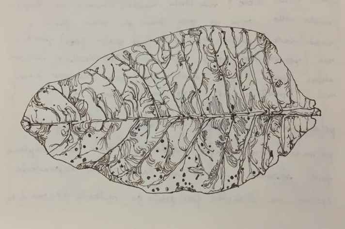 Hidrografia vegetal, nanquim sobre papel, Julia Panadés