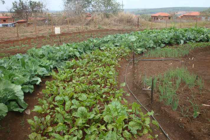 Na imagem: moradores do Norte de Minas melhoram qualidade de vida com hortas agroecológicas