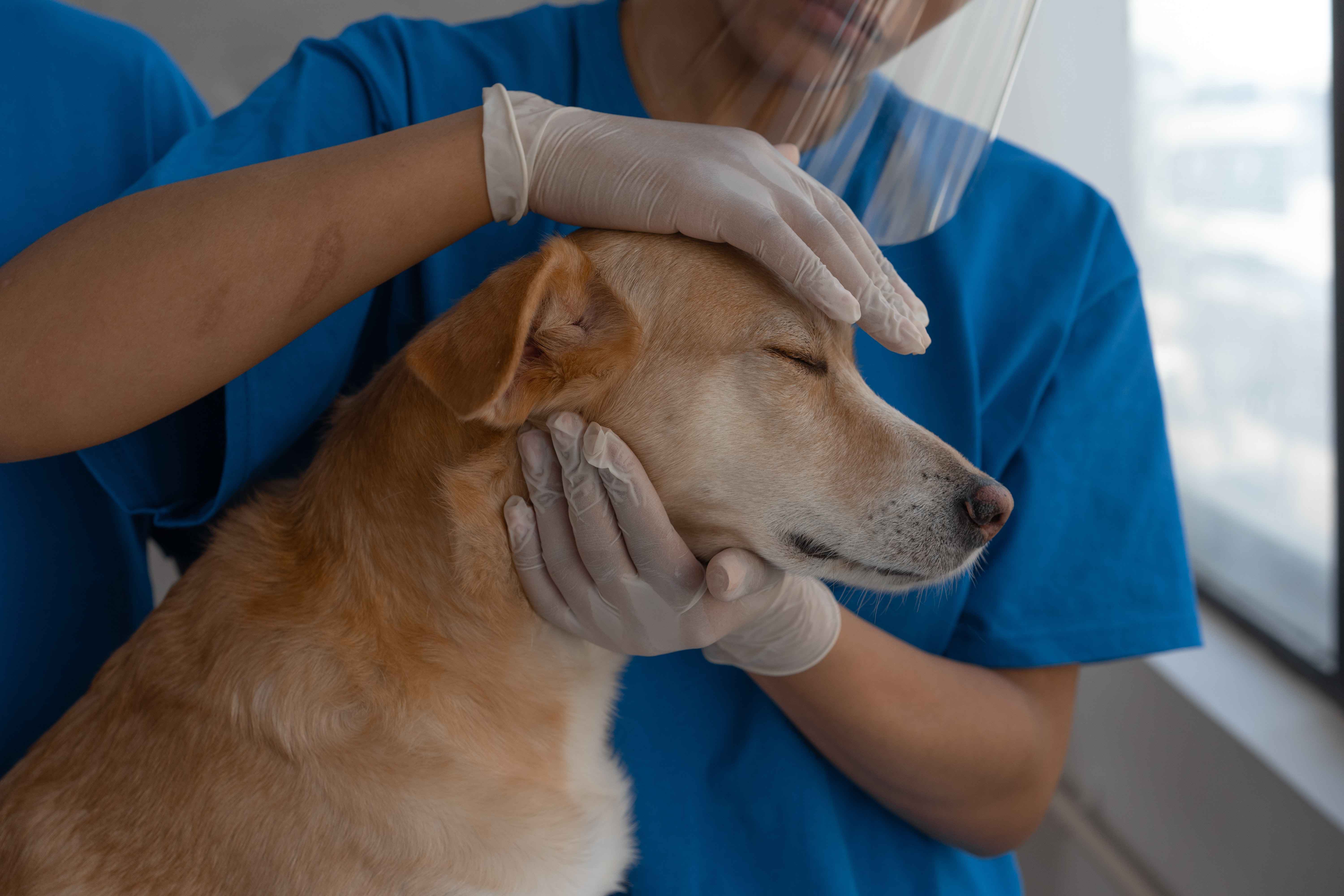 Estudo defende papel ético e social do médico veterinário na identificação e até mesmo na intervenção nos casos de violência