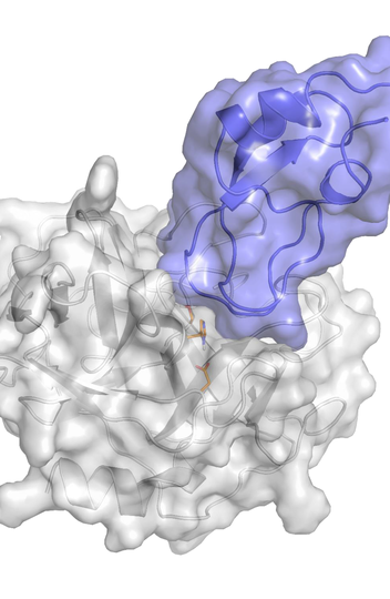 Imagem mostra o modo de ligação do domínio Kunitz da molécula SmKI-1 (roxo) à elastase de neutrófilos (cinza)