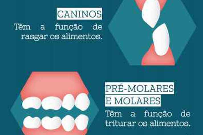 Publicação demonstra que cada tipo de dente tem uma função específica na preparação do alimento para a digestão