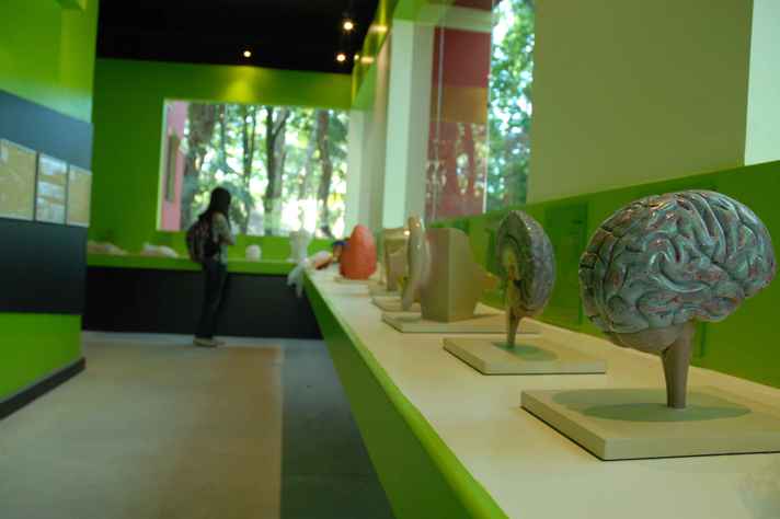 Estudante observa exposição do museu de História Natural e Jardim Botânico da UFMG