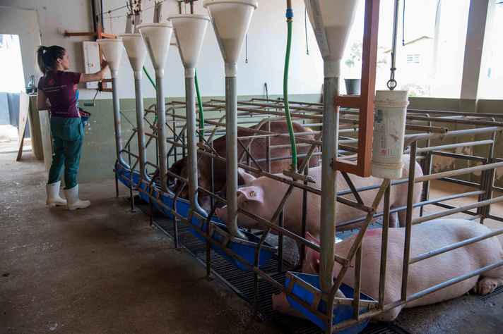 Pesquisadora lida com suínos nas instalações do campus da UFMG em Montes Claros