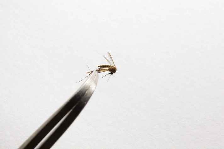 Aedes aegypti: métodos de diagnóstico são importantes para o combate aos quatro tipos da doença transmitidos pelo mosquito