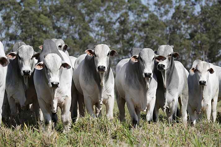 Embora tenha o segundo maior rebanho bovino do mundo, Brasil tem margem para aumentar a produtividade de sua pecuária