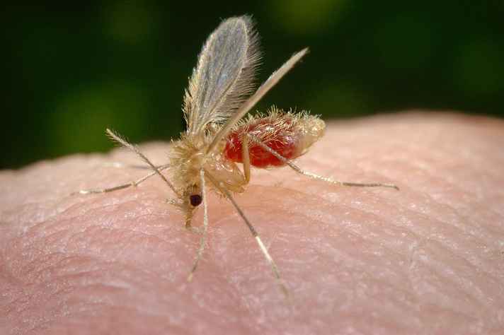 O mosquito-palha é o principal vetor de transmissão da leishmaniose visceral, doença tropical endêmica no Brasil