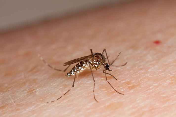 'Aedes aegypti': mosquito transmissor da dengue