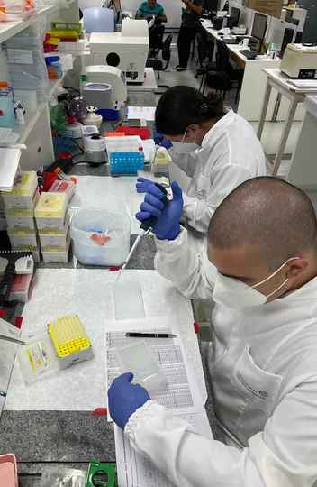 Pesquisadores selecionam amostras do coronavírus SARS-CoV-2