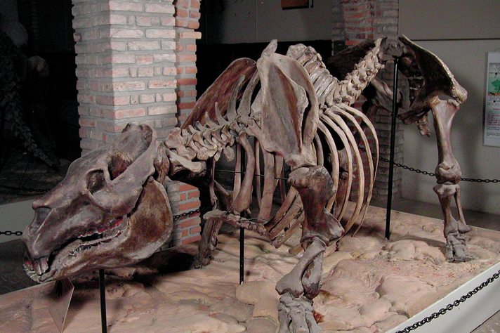 Réplica de esqueleto de animal em exposição no Museu de História Natural