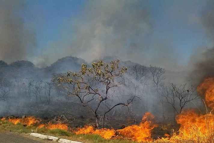 Vegetação de cerrado pegando fogo em Brasília, DF
