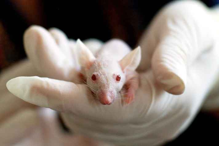 Teste de produtos cosméticos em animais já não era mais realizado na UFMG