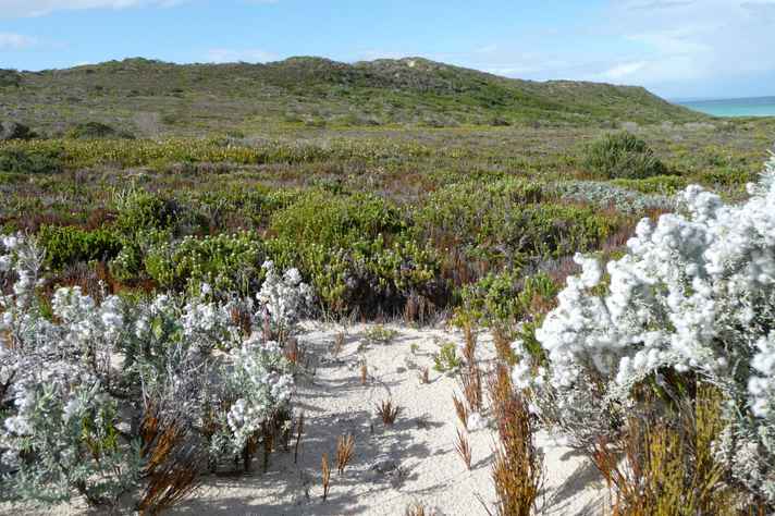 Fynbos, endêmica do sul da África, essa 'vegetal fina' sobrevive à condições inóspitas