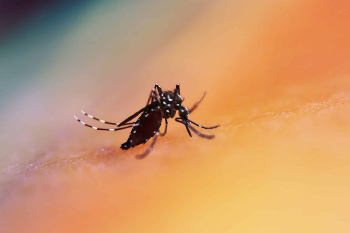 Mosquito do gênero 'Aedes' são o principal vetor de arbovírus, como os da dengue e zika