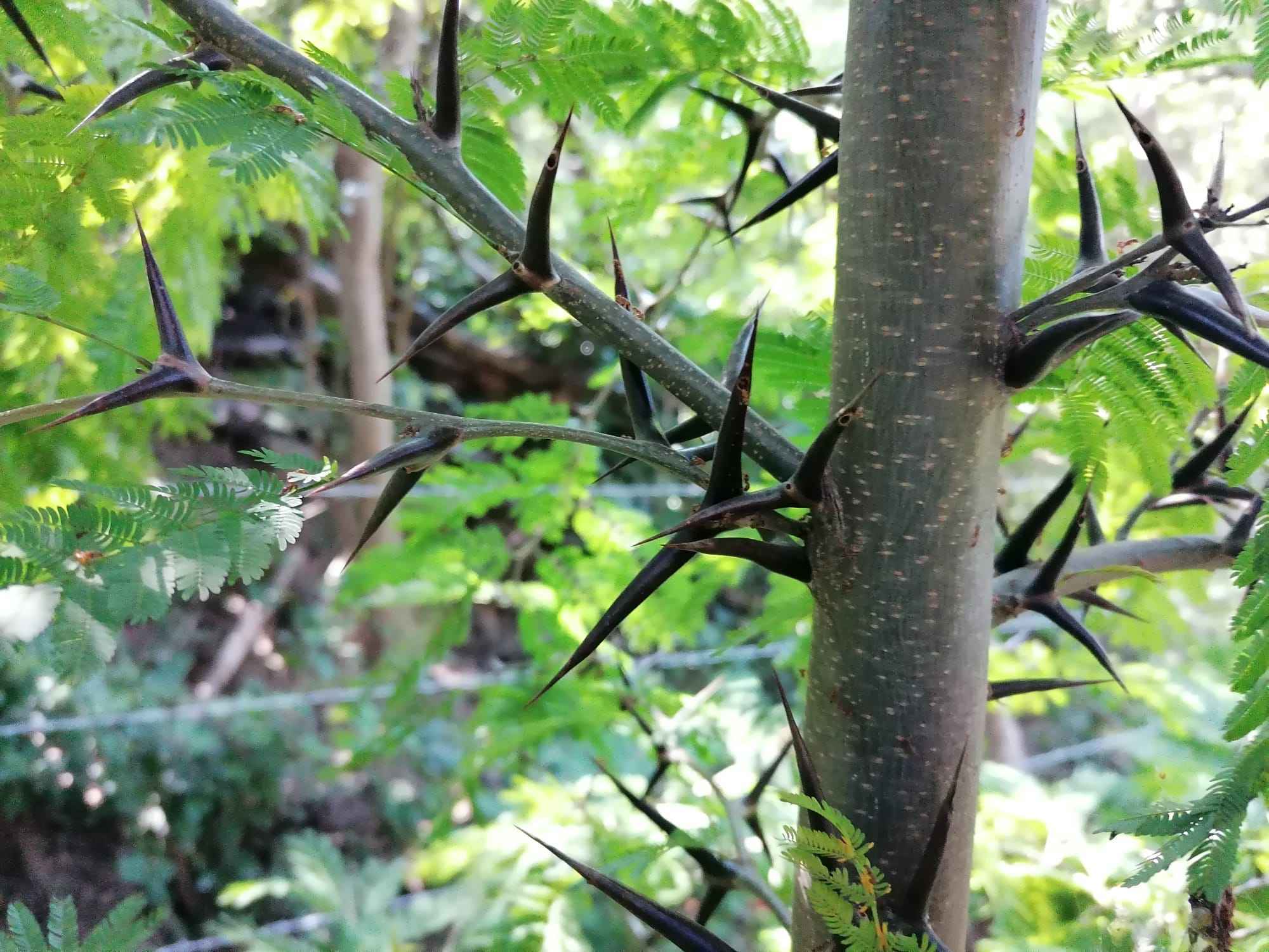 Espécie da família das leguminosas ('Acacia sp.'), com folhas pequenas e com grandes espinhos onde habitam formigas que protegem a planta de inimigos naturais