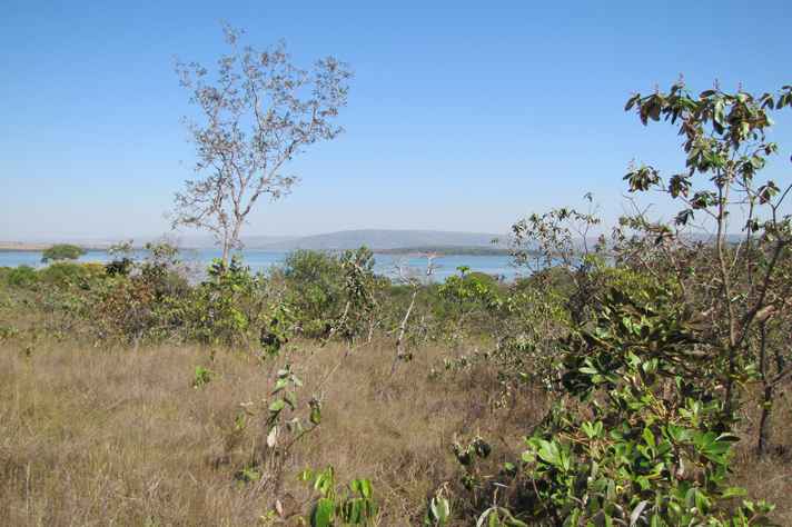 Paisagem de Cerrado: recomposição de ecossistemas tem benefícios múltiplos