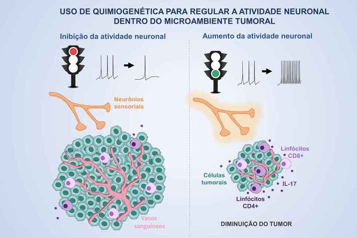 O uso da quimiogenética para regular a atividade neuronal no microambiente tumoral demonstrou que a inibição dos neurônios sensoriais aumenta o tumor e os vasos sanguíneos dentro dele (à esquerda). O aumento da atividade neuronal, por sua vez, provocou uma redução do tamanho do tumor (à direita)