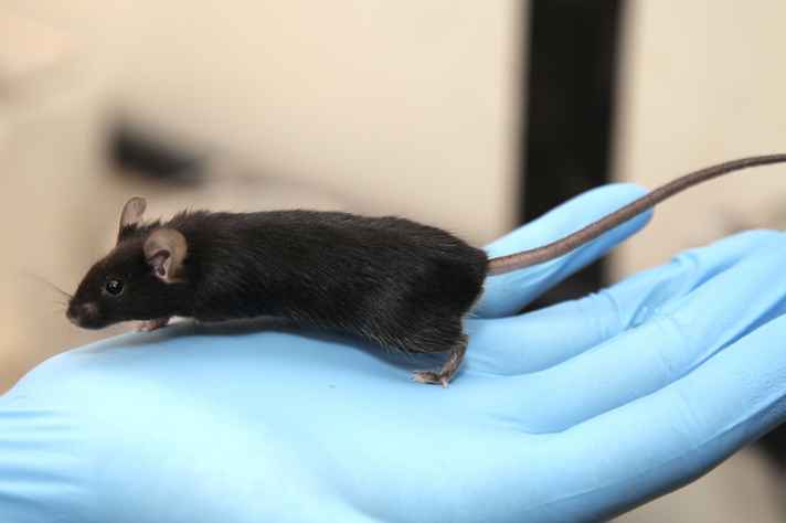 Ratos e camundongos representam 90% dos animais utilizados em pesquisa