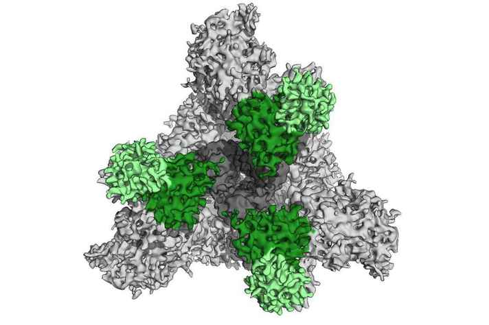 Primeira imagem a mostrar anticorpos (na cor verde) neutralizando o vírus Sars-CoV-2 (na cor cinza) foi produzida por cientistas do Instituto de Tecnologia da Califórnia, nos Estados Unidos